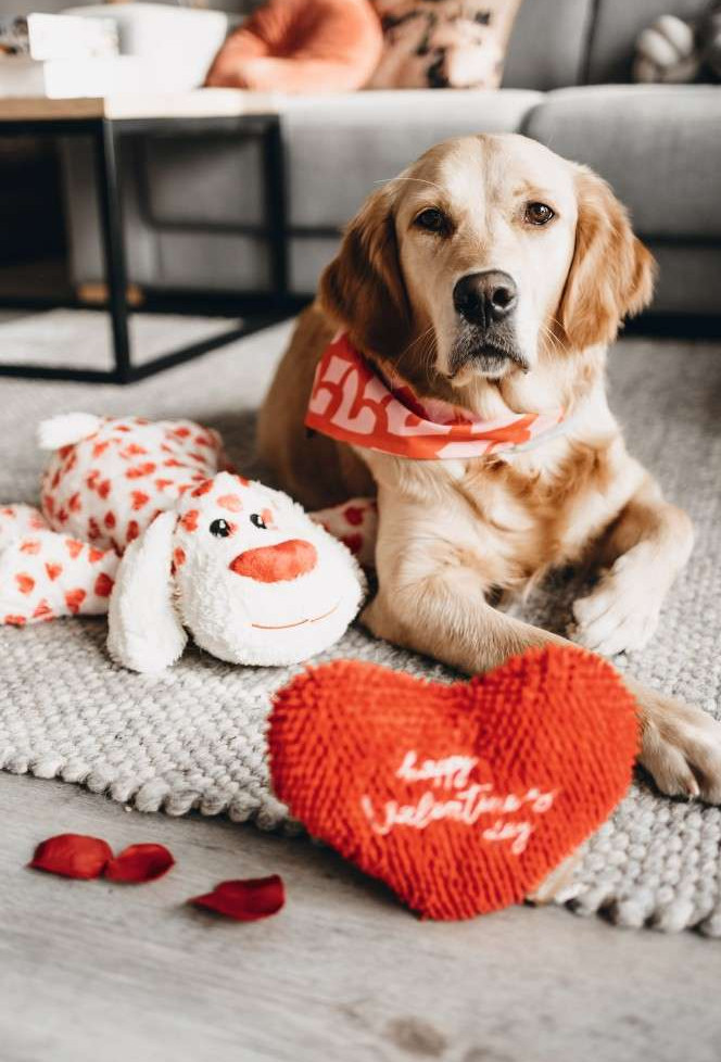 valentijn-hond-knuffel